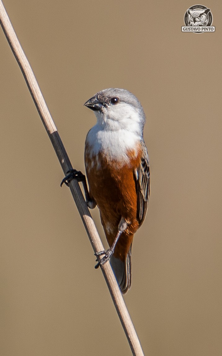 Marsh Seedeater - Gustavo Pinto