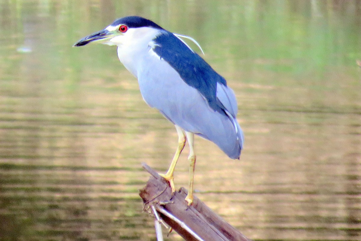 Black-crowned Night Heron - ML77451251