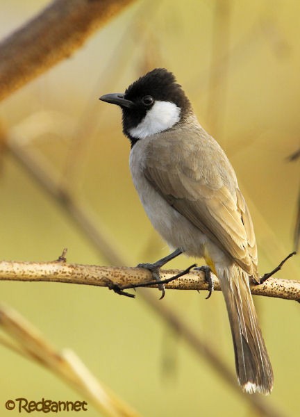 Bulbul à oreillons blancs - ML77451441