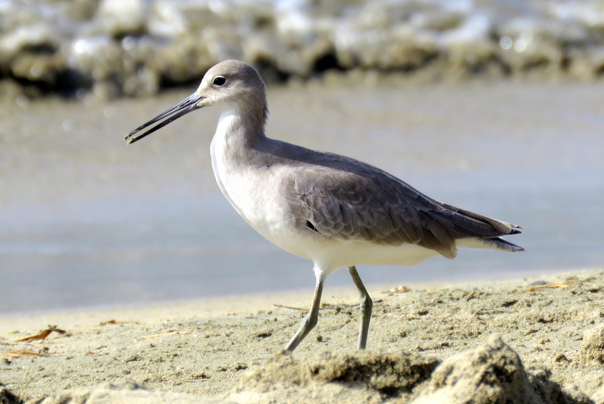 Willet - ML77451511