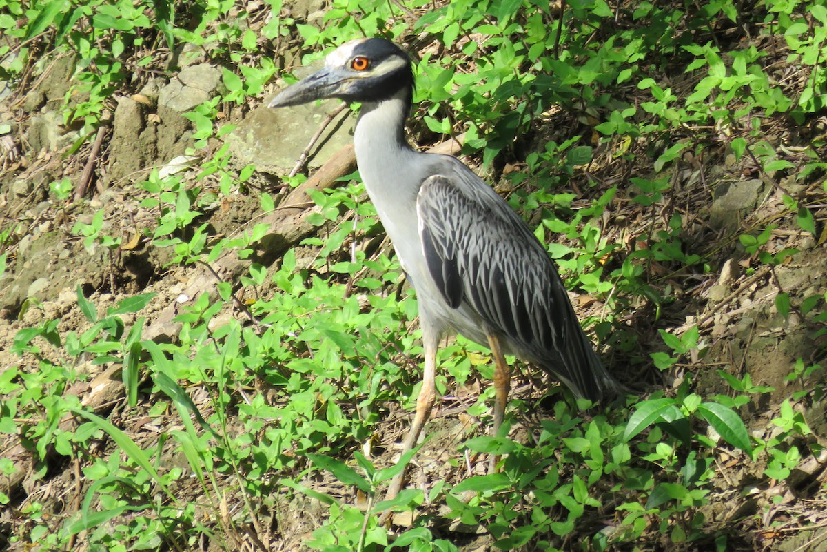 Yellow-crowned Night Heron - ML77451561