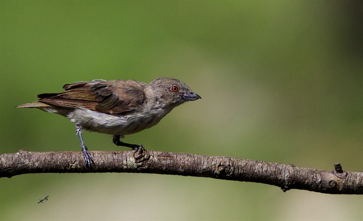 Thick-billed Flowerpecker - ML77452051