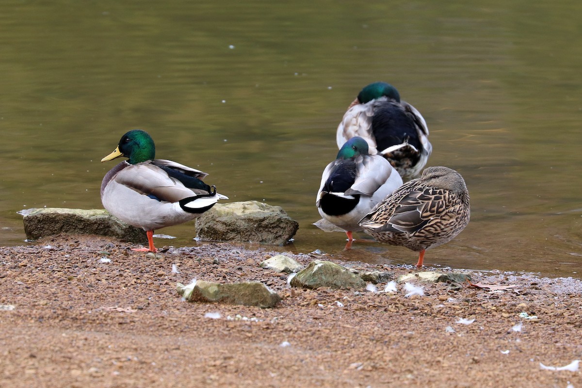 Canard colvert - ML77452371