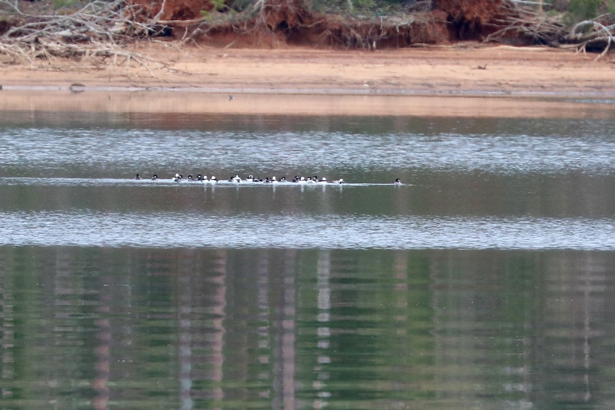 Bufflehead - ML77452391