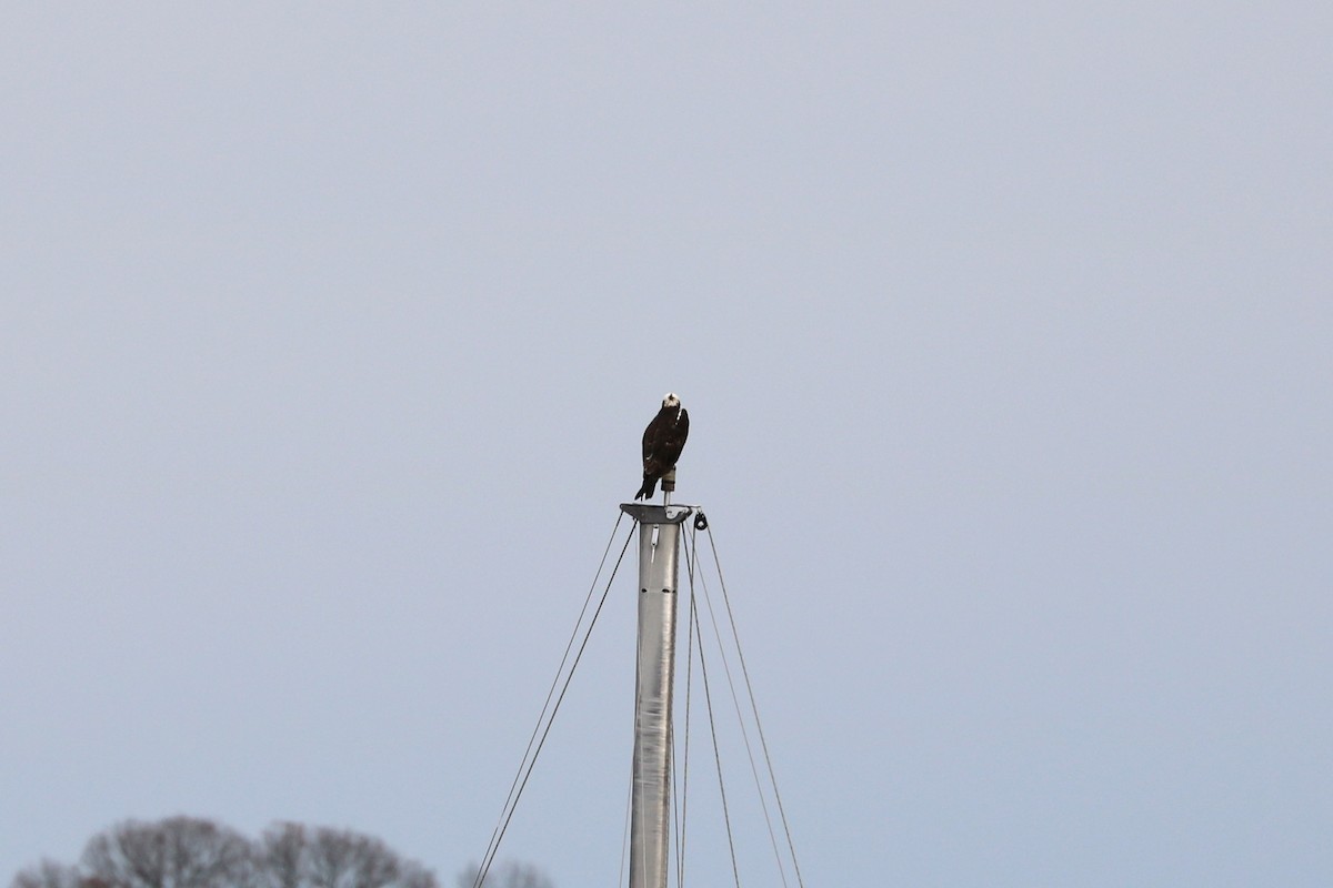 Balbuzard pêcheur - ML77452511