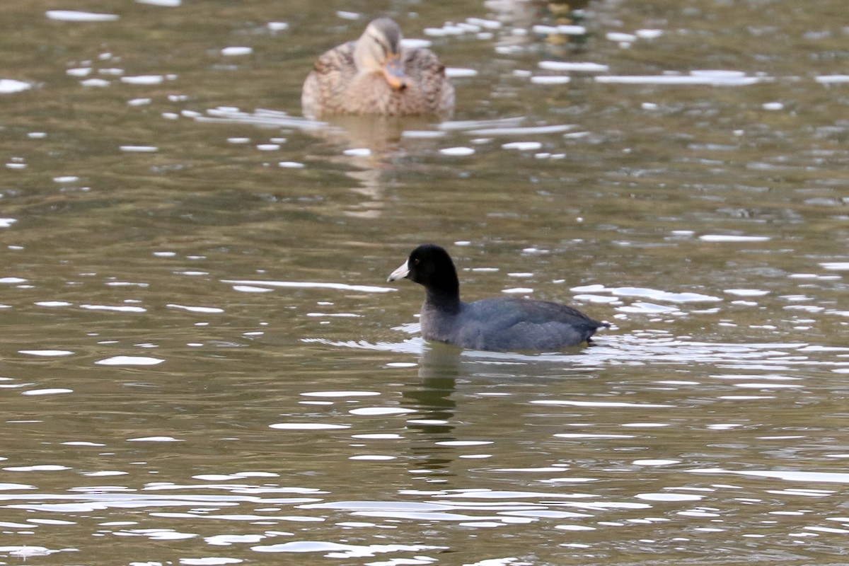 American Coot - Colin Sumrall