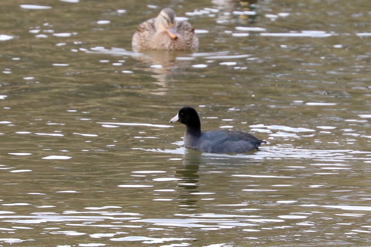 American Coot - ML77452561