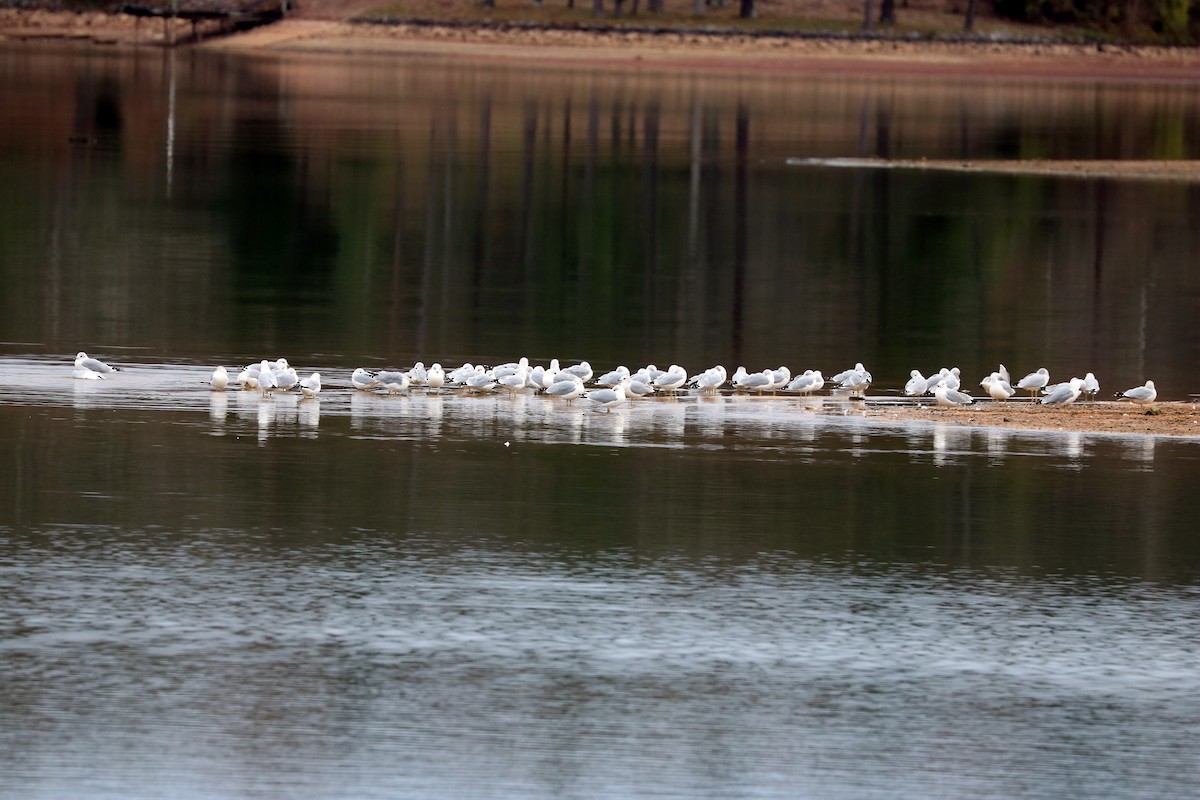 Ring-billed Gull - ML77452601