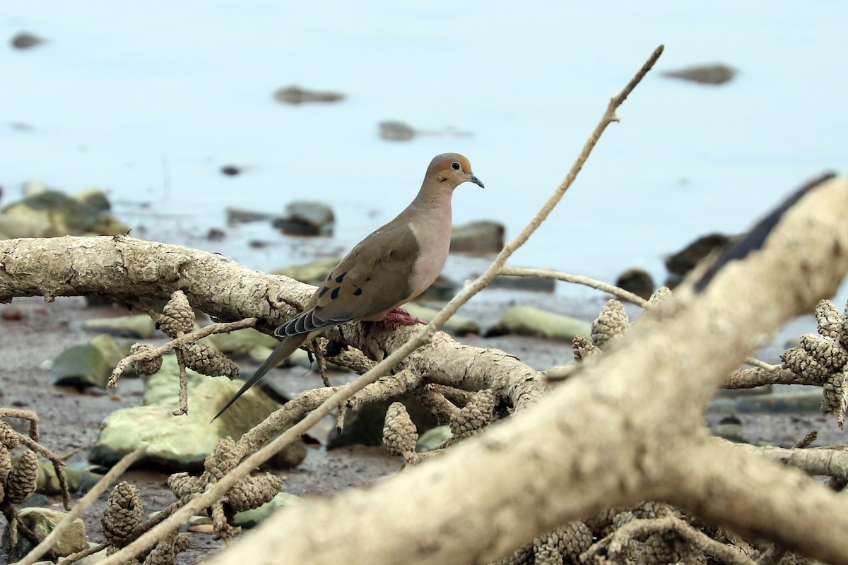 Mourning Dove - ML77452621