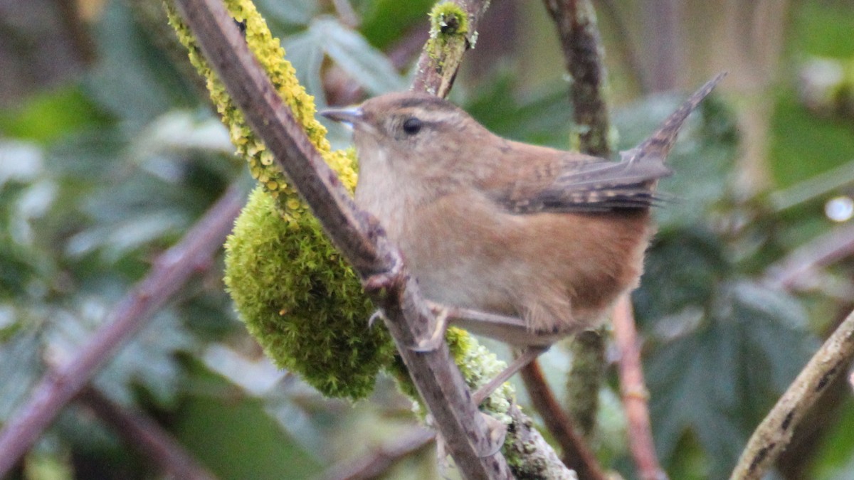 Marsh Wren - Gary Leavens