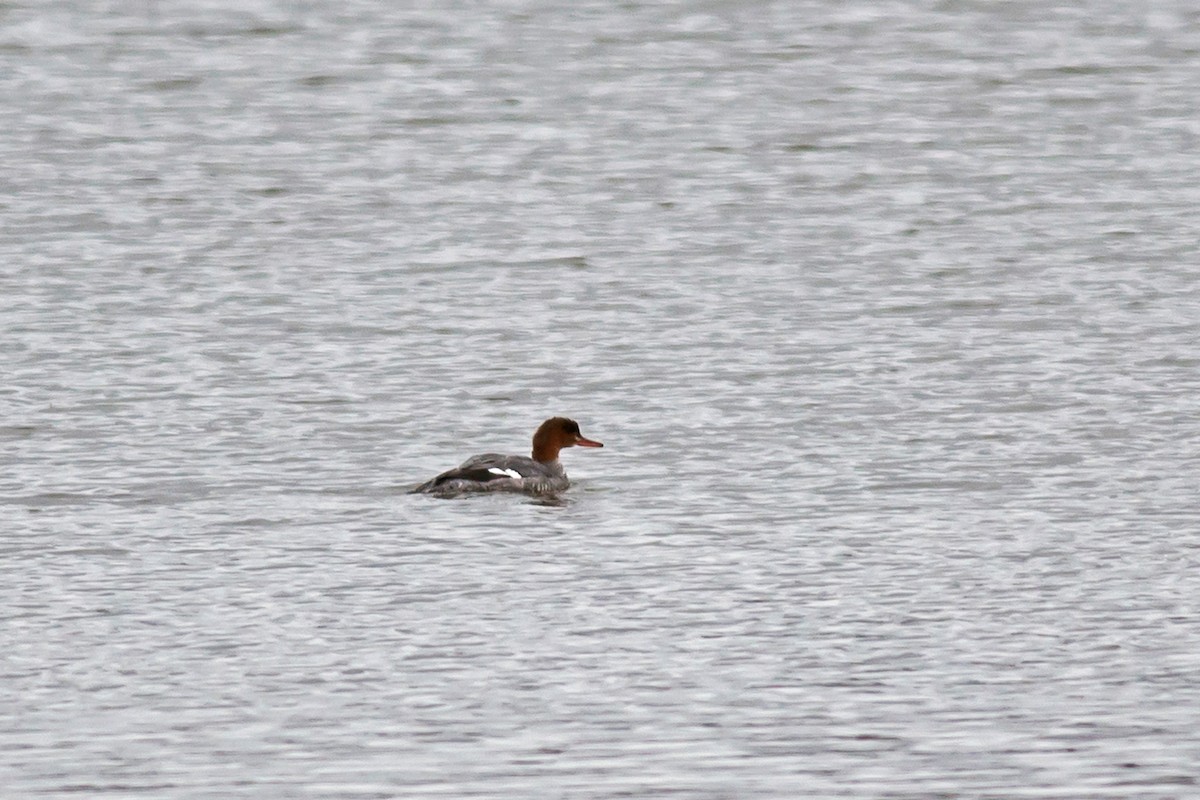 Common Merganser - ML77453421