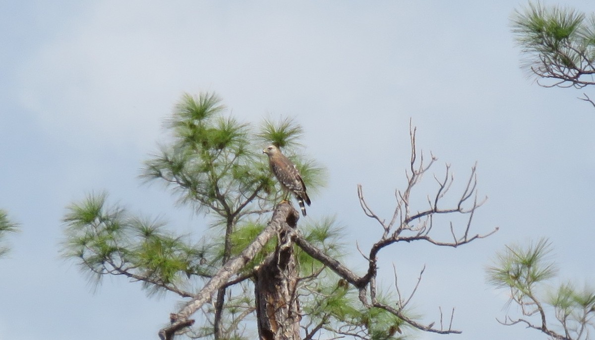 Red-shouldered Hawk - Robert Winter