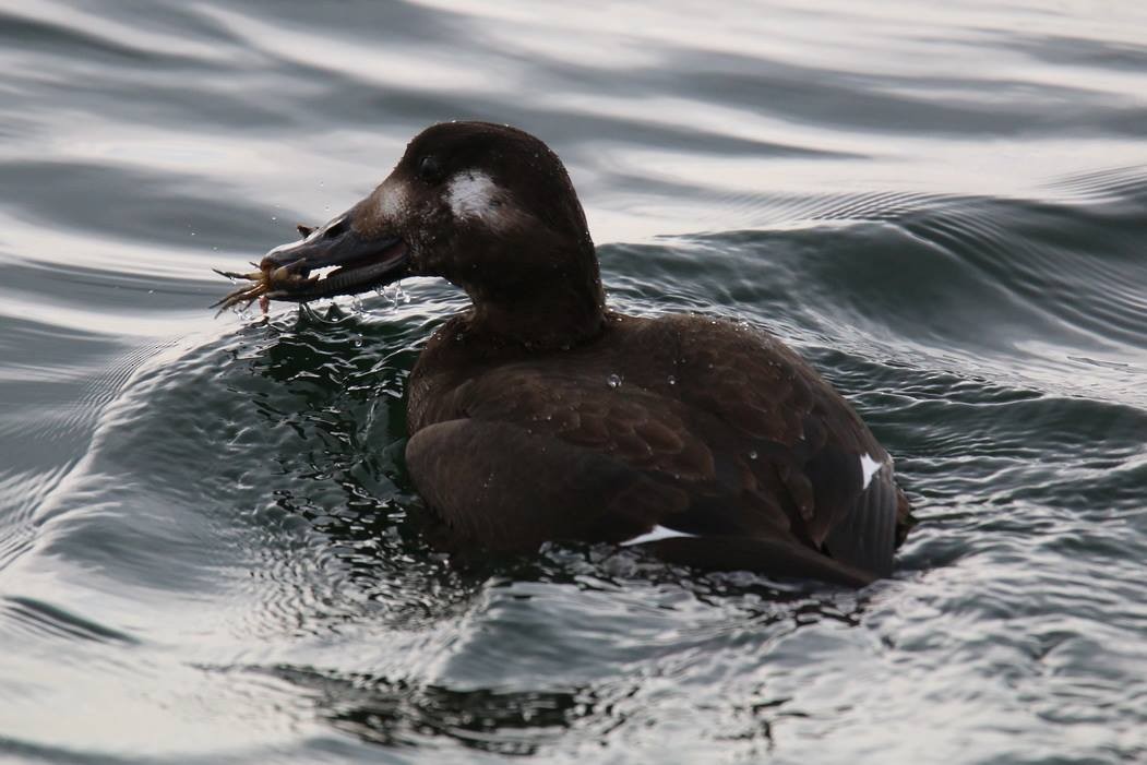 White-winged Scoter - Keith  Mueller