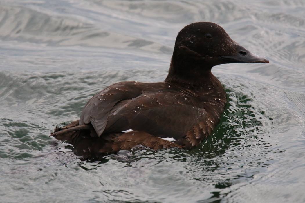 White-winged Scoter - ML77454261