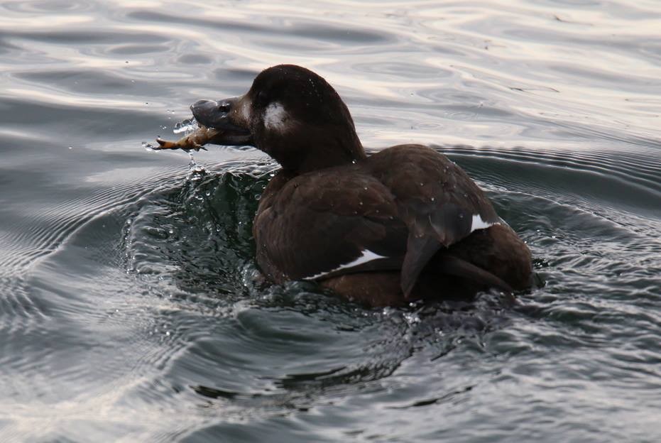 White-winged Scoter - ML77454271