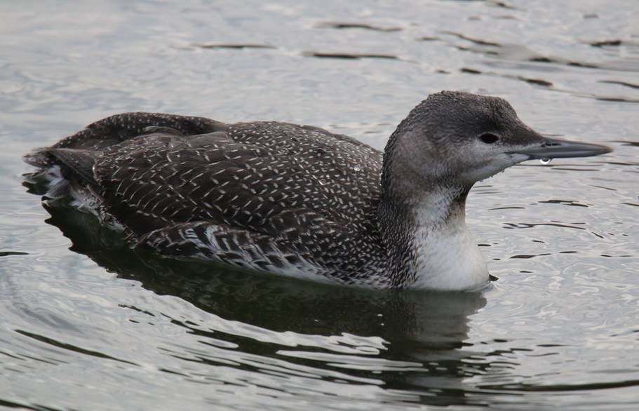 Red-throated Loon - ML77454301