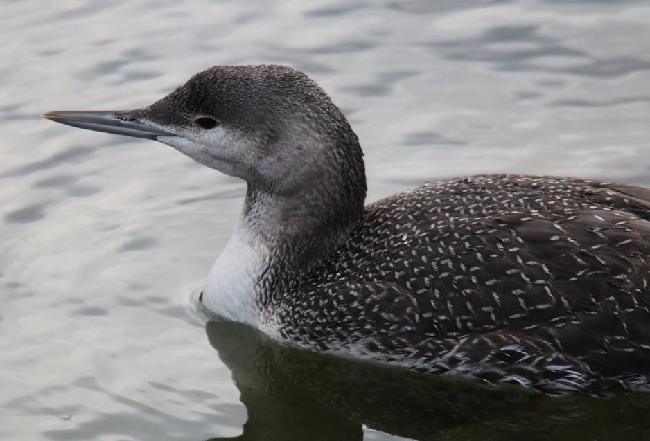 Red-throated Loon - ML77454321