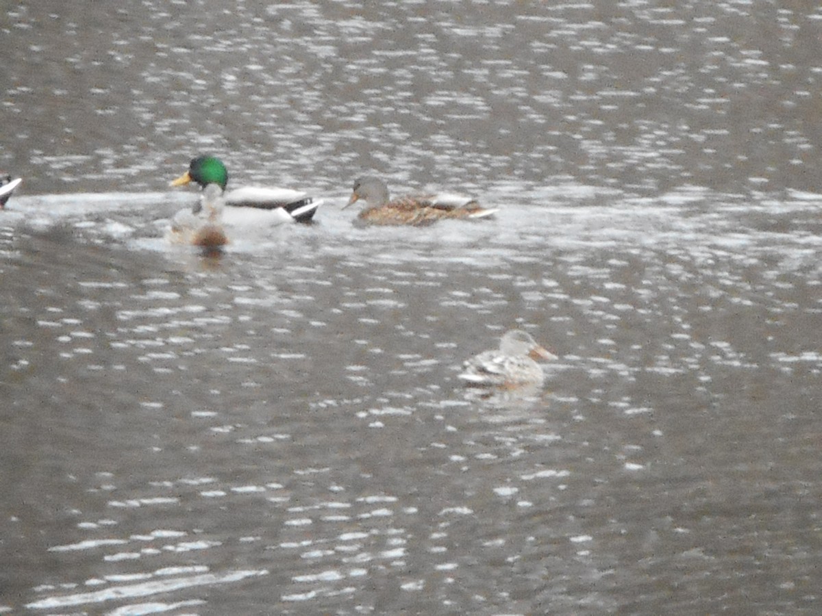 Northern Shoveler - Derek Green