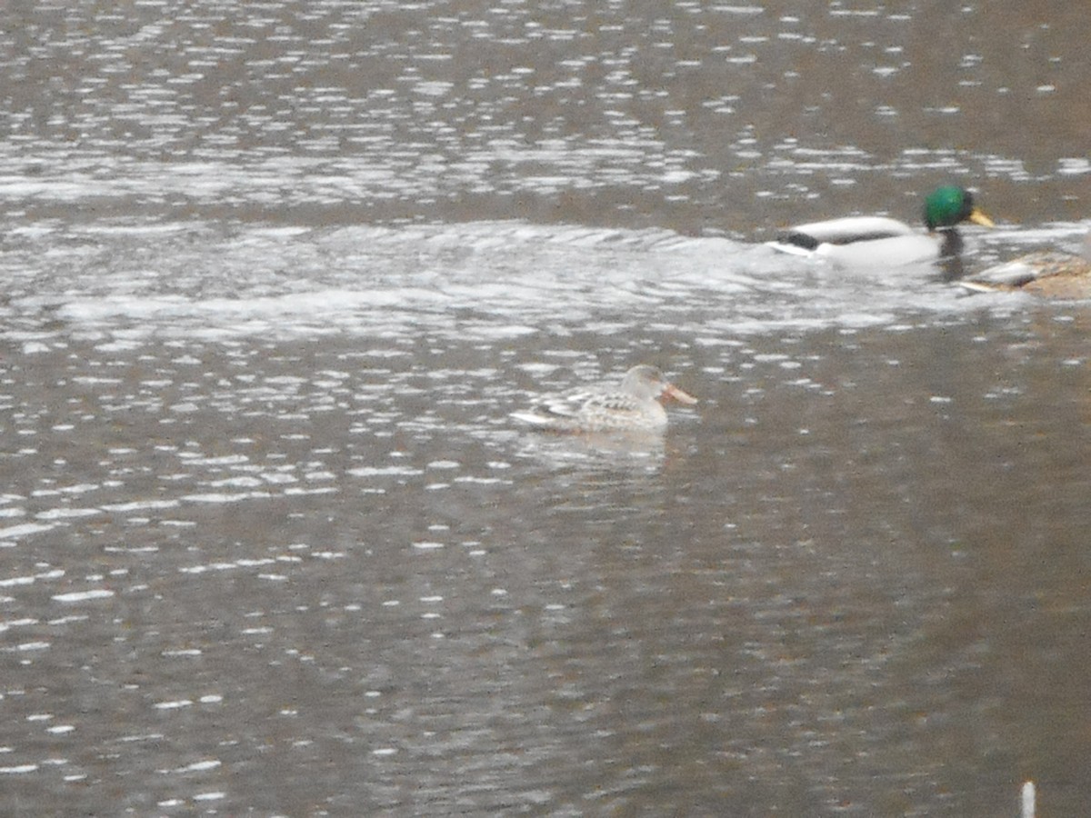 Northern Shoveler - Derek Green