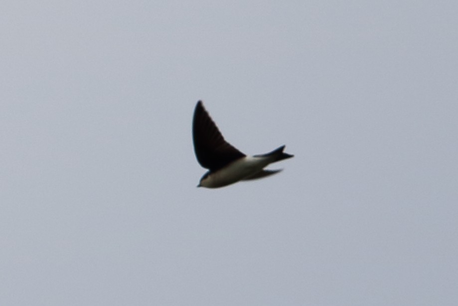 Golondrina Bicolor - ML77455421