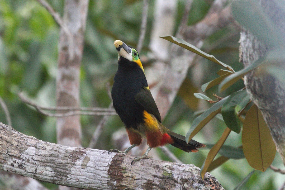 Gould's Toucanet - ML77455691