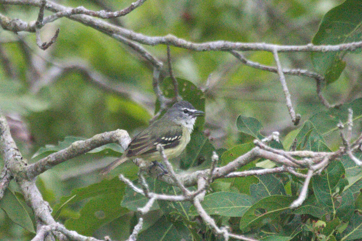 White-lored Tyrannulet - ML77455731