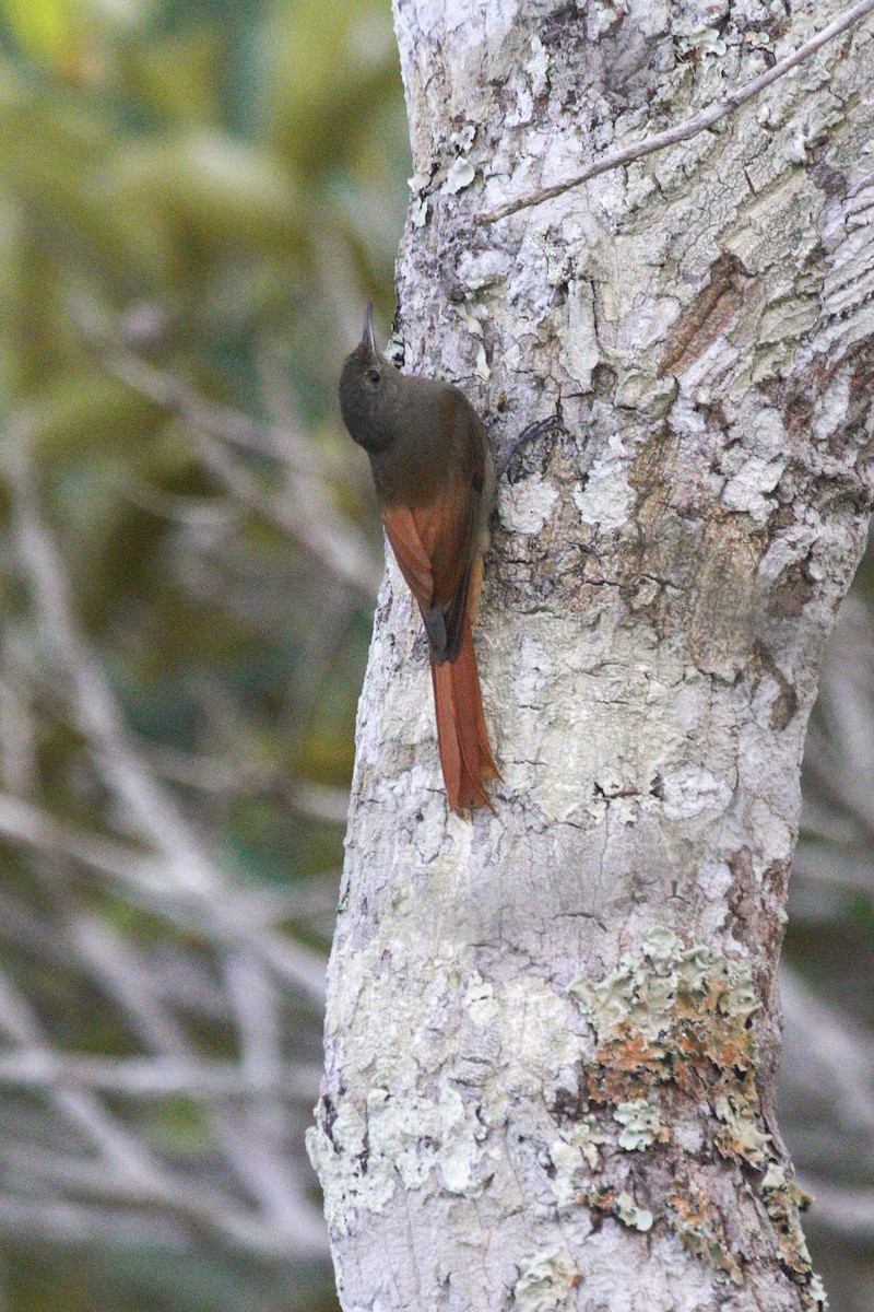 Olivaceous Woodcreeper - ML77455741