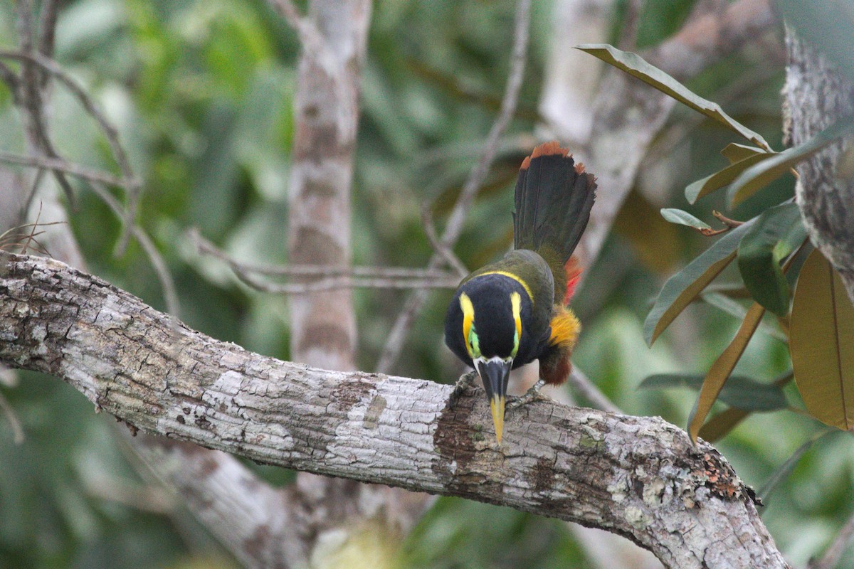 Gould's Toucanet - ML77455751