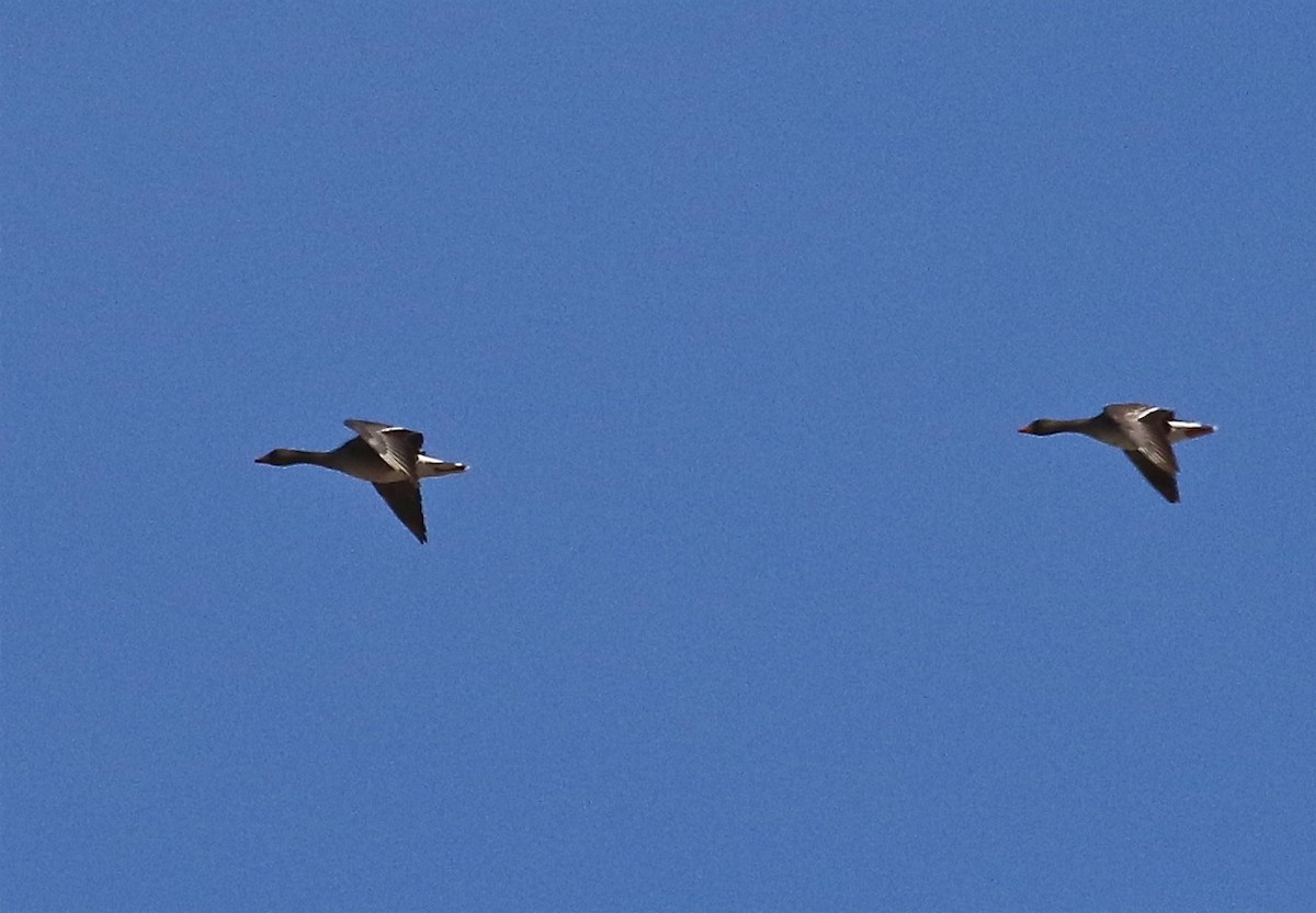 Greater White-fronted Goose - ML77456201