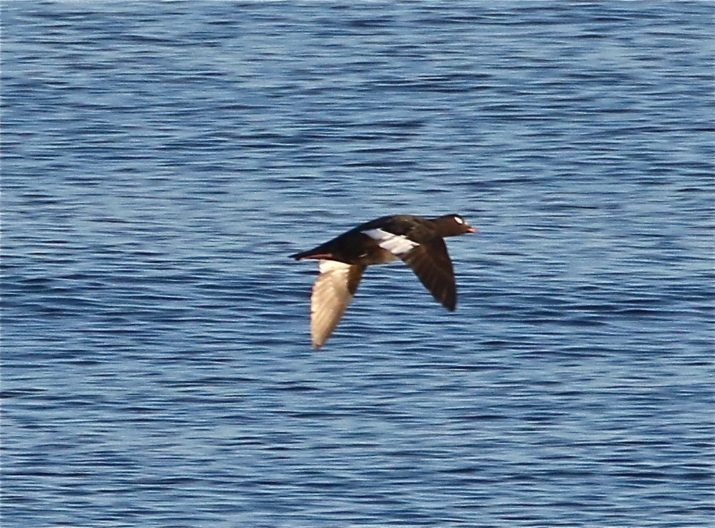 White-winged/Stejneger's Scoter - Bill Hill