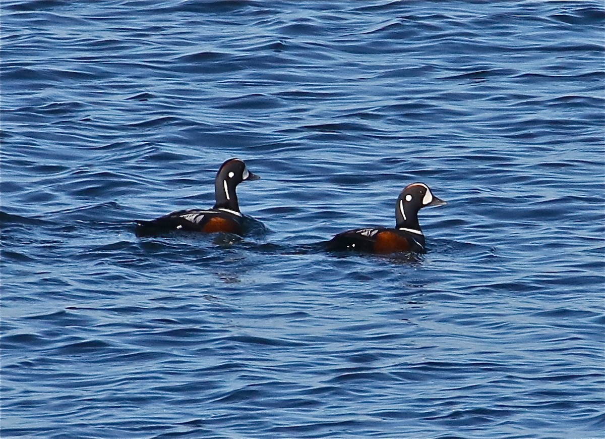 Harlequin Duck - ML77456241