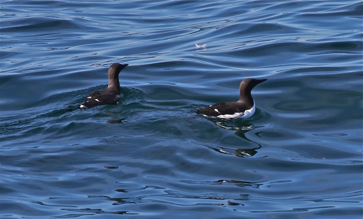 Common Murre - Bill Hill