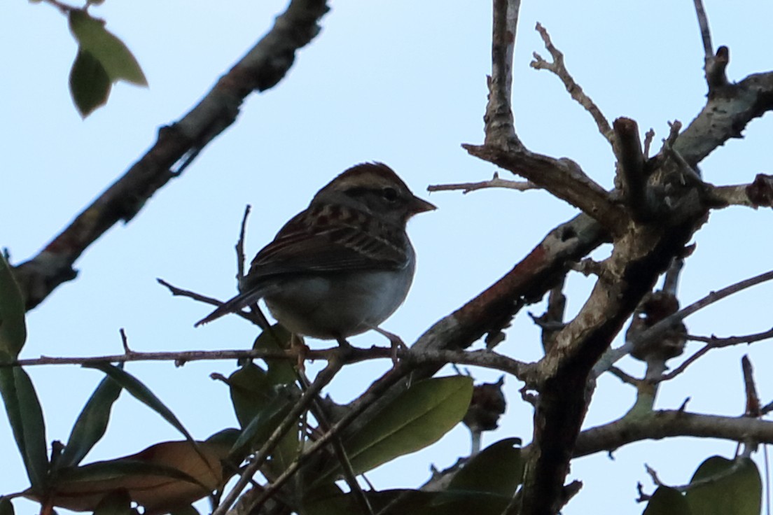 Chipping Sparrow - ML77456381