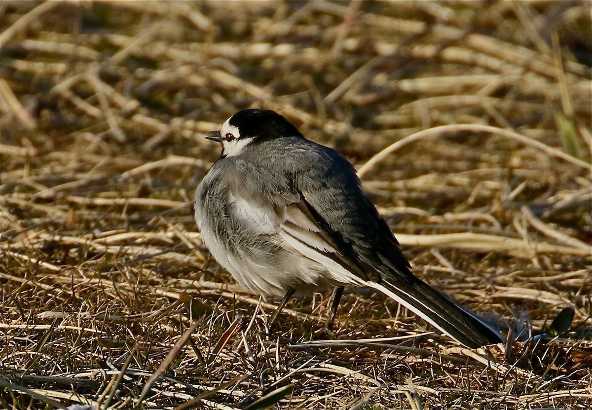 White Wagtail - ML77456391