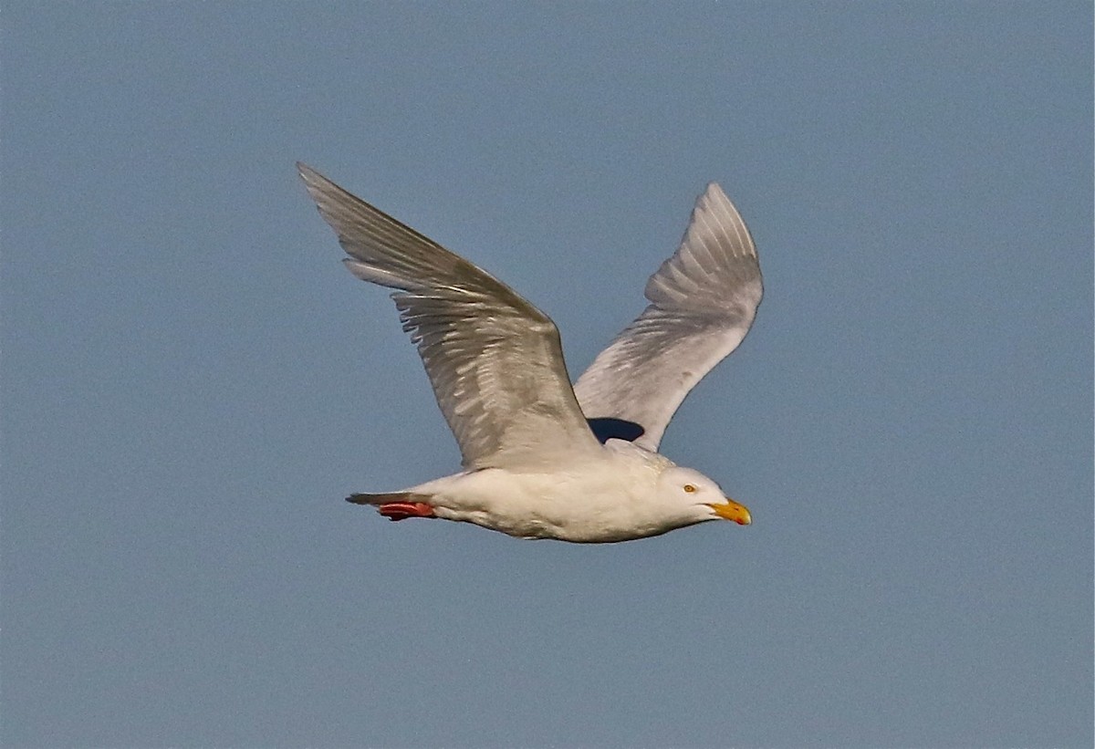 Glaucous Gull - ML77456501