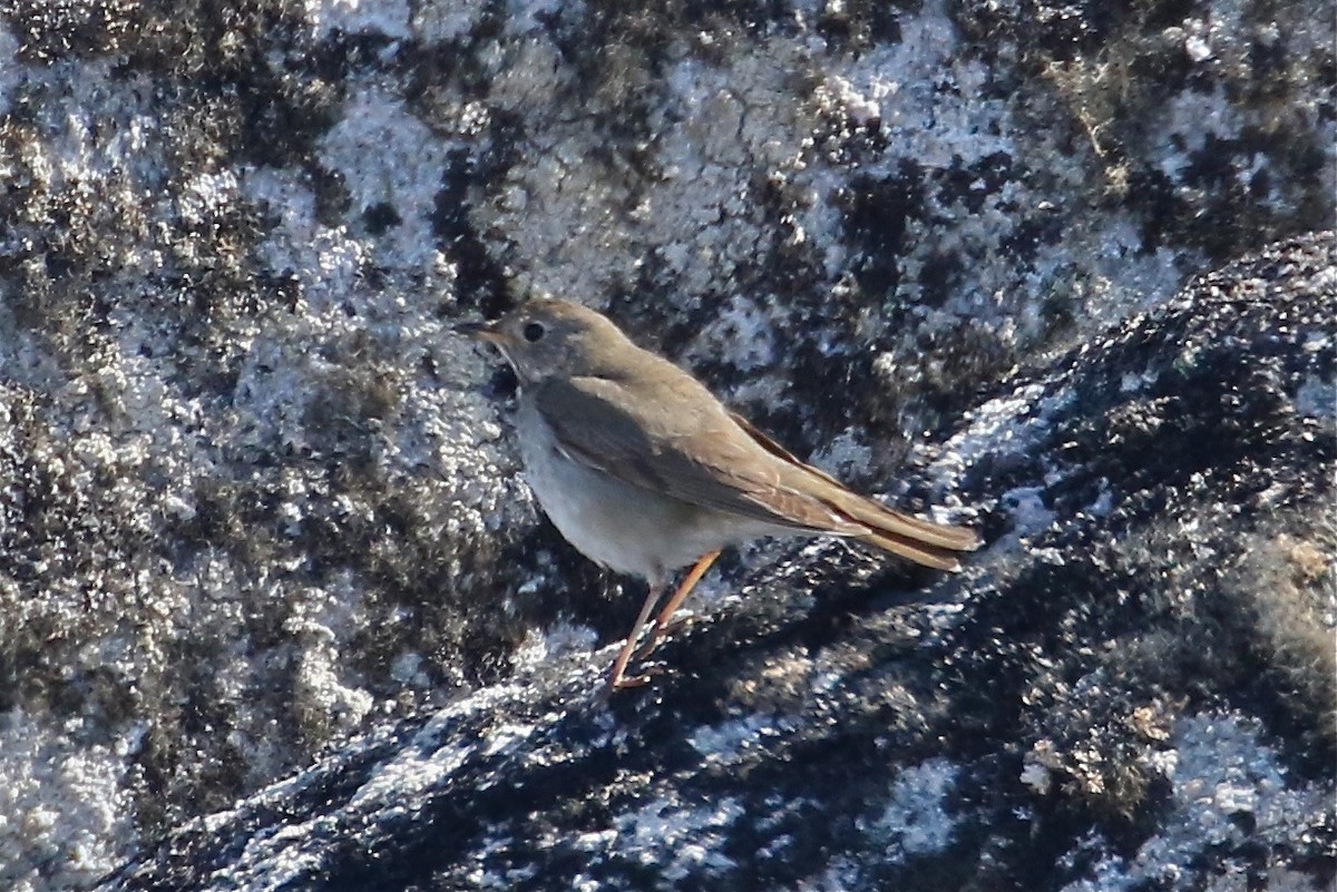 Gray-cheeked Thrush - Bill Hill