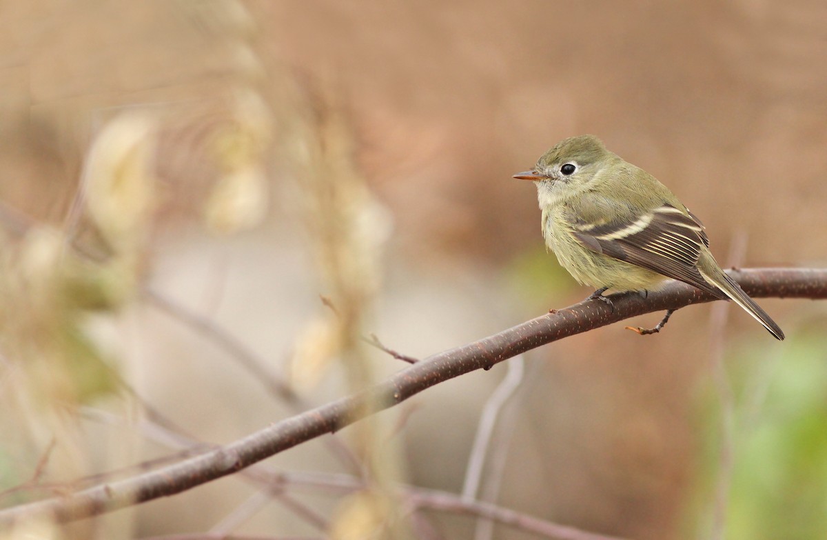 Hammond's Flycatcher - ML77458431