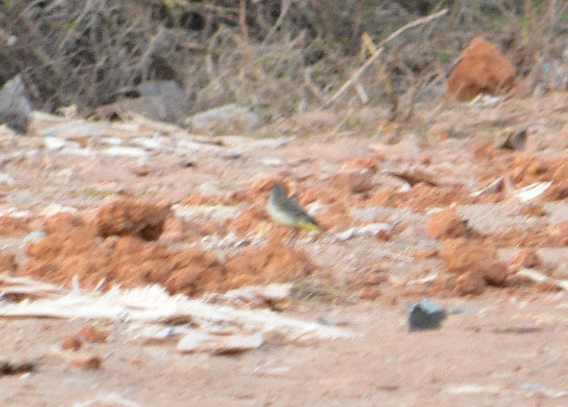 Western Yellow Wagtail - ML77458461