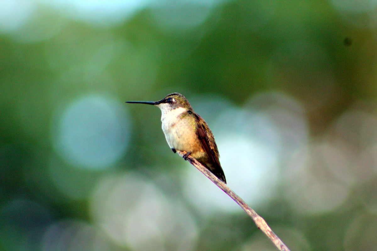 Ruby-throated Hummingbird - Hansel Herrera