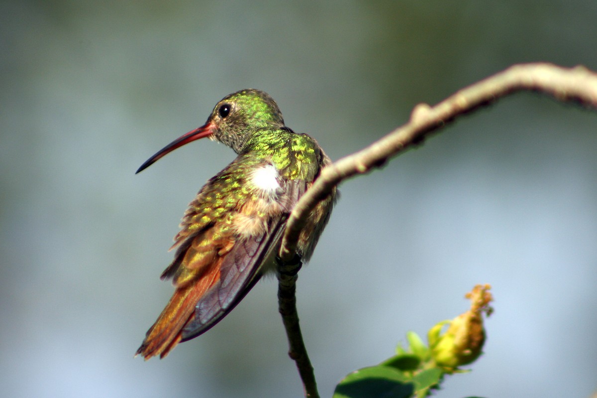 Buff-bellied Hummingbird - ML77458521