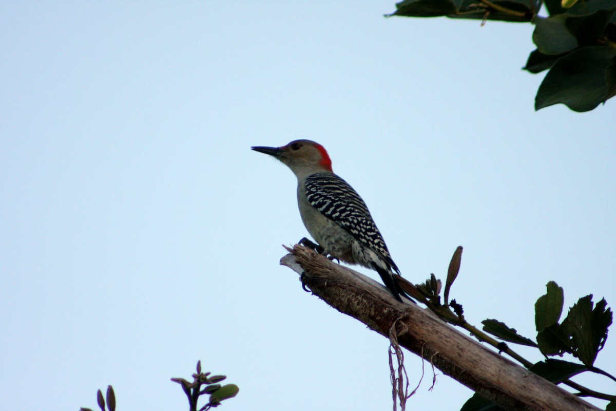 Red-bellied Woodpecker - Hansel Herrera