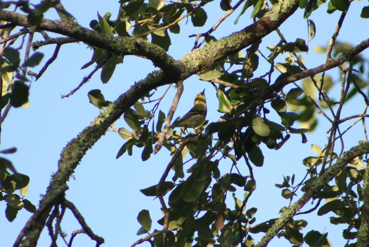Black-throated Green Warbler - Hansel Herrera