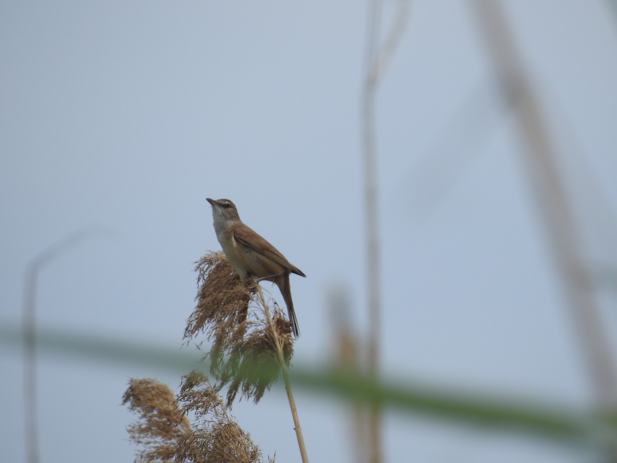 Great Reed Warbler - Mario Navarro Gomis