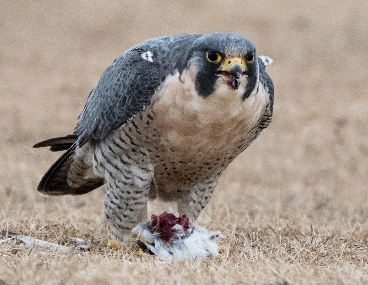 Peregrine Falcon - Gerald McGee