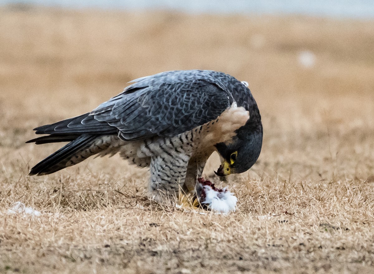 Peregrine Falcon - Gerald McGee