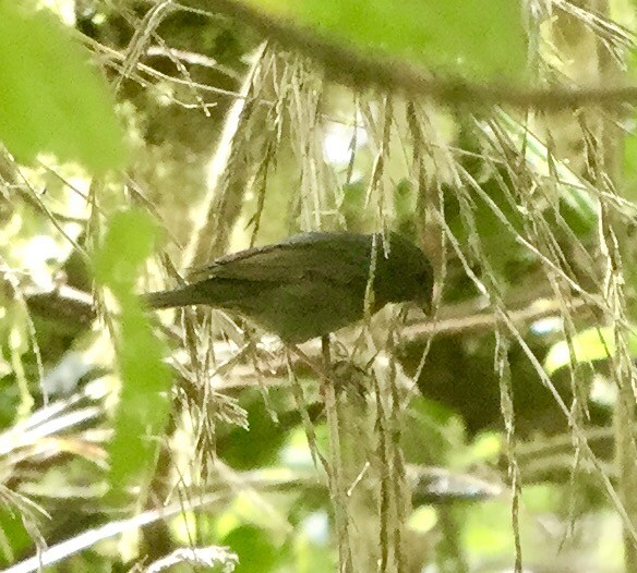 Slaty Finch - ML77460461