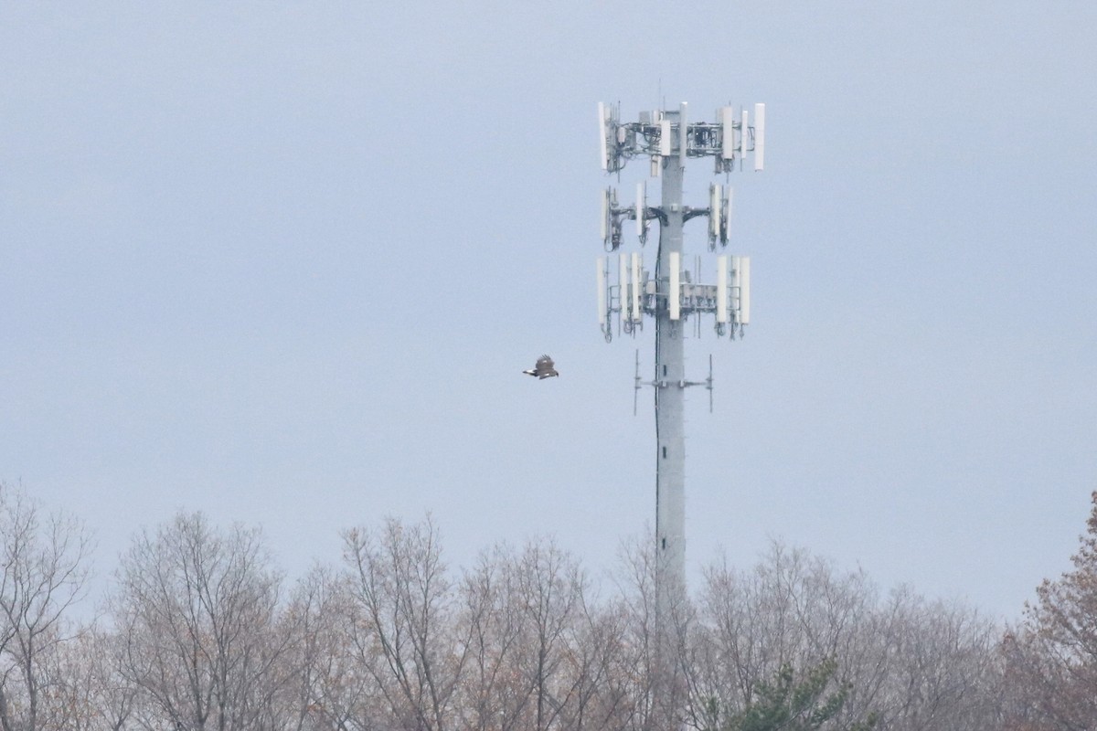 Golden Eagle - ML77461011