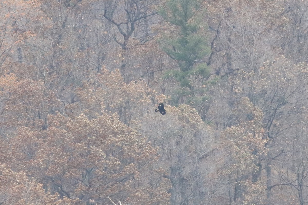 Golden Eagle - ML77461021