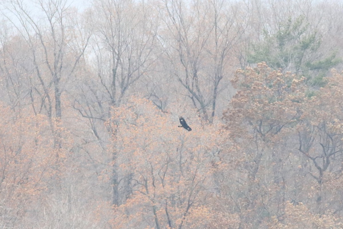 Golden Eagle - ML77461031