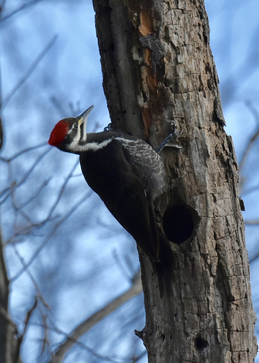 Pileated Woodpecker - Lee Funderburg
